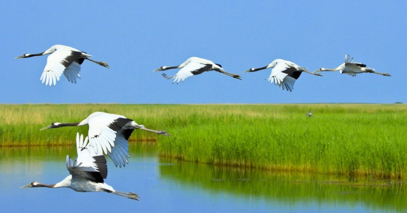 五大連池、扎龍、哈爾濱動(dòng)臥5日*純玩無(wú)購(gòu)物*