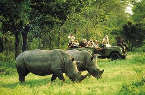 <南非10日游>1晚奧茨頌，克魯格公園， 船游珊瑚