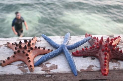 宿霧、薄荷島6晚8天**5天自由行**