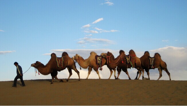 額濟(jì)納旗金色胡楊、騰格里沙漠、西部影視城雙