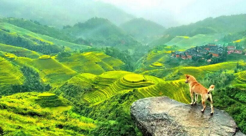 桂林大漓江陽朔、古東瀑布、龍脊梯田雙臥7/單飛